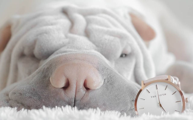 สุนัขสายพันธุ์ ชาเป่ย (Shar Pei)