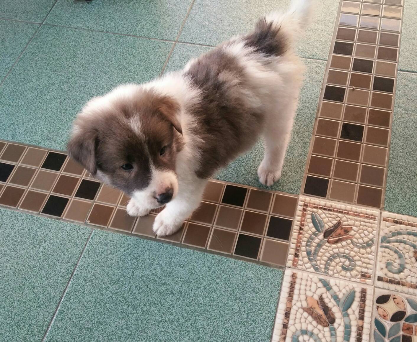 ขาย ลูกหมาบางแก้ว แท้ๆๆ น่ารัก ฉลาด เลี้ยงง่าย ราคาถูก