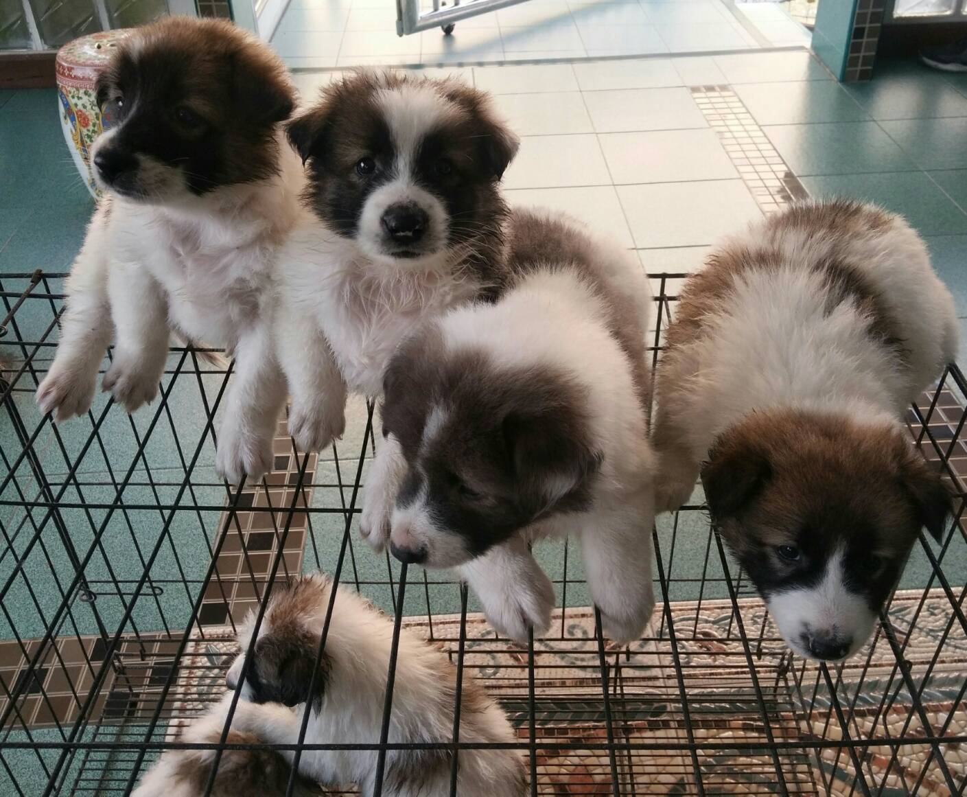 ขาย ลูกหมาบางแก้ว แท้ๆๆ น่ารัก ฉลาด เลี้ยงง่าย ราคาถูก