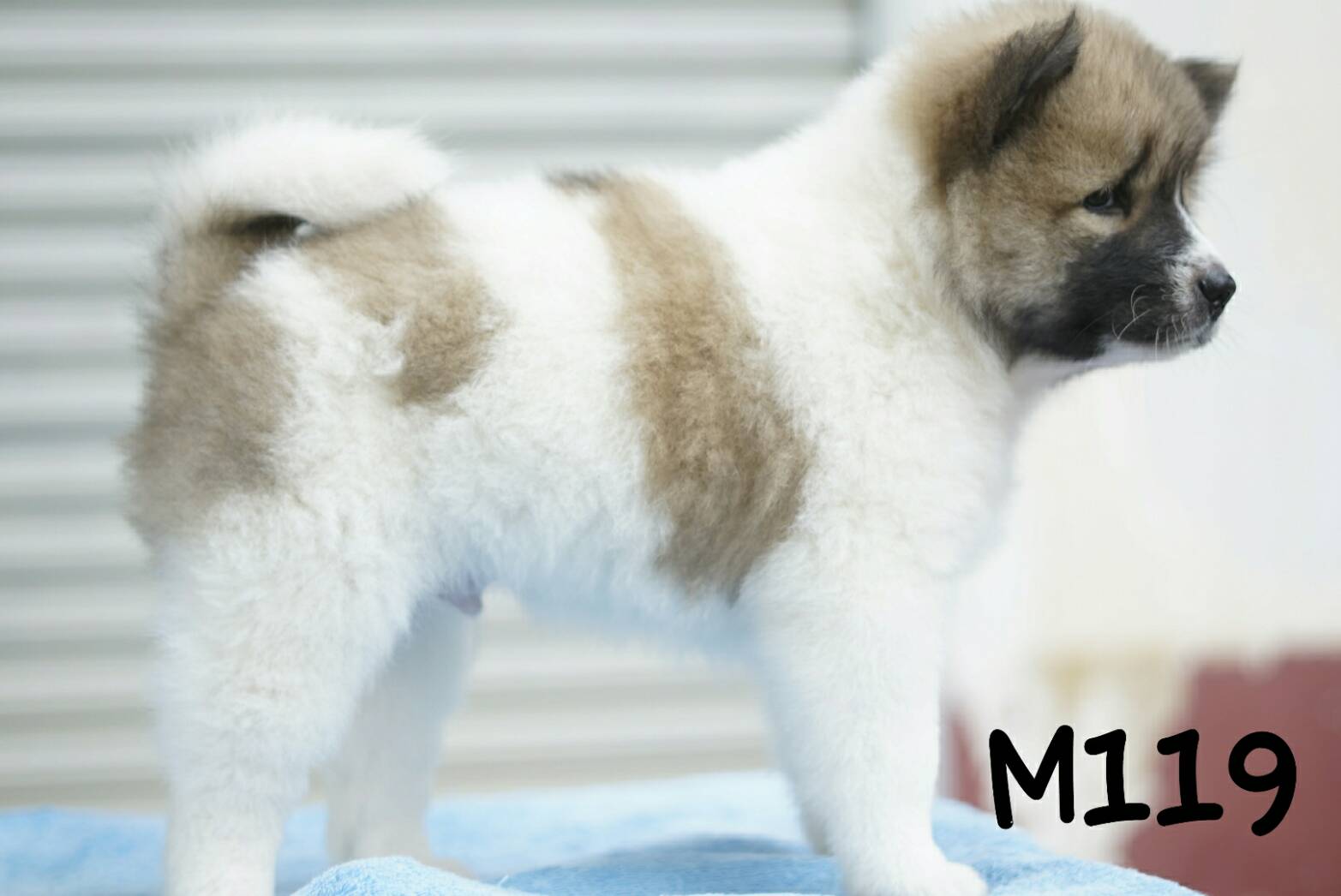 ขายลูกหมาบางแก้ว แท้ ตัวผู้ 4500 บาท