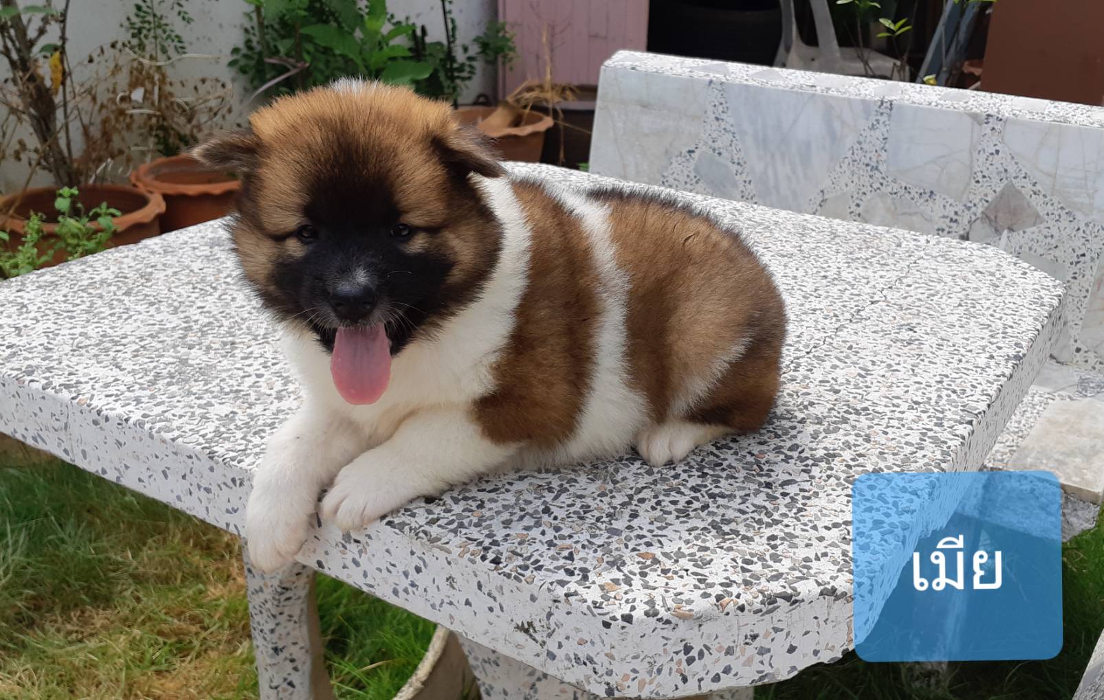 ตัวสุดท้ายแล้วจ้า บางแก้วแท้ ราคามิตรภาพ 3500 บาท