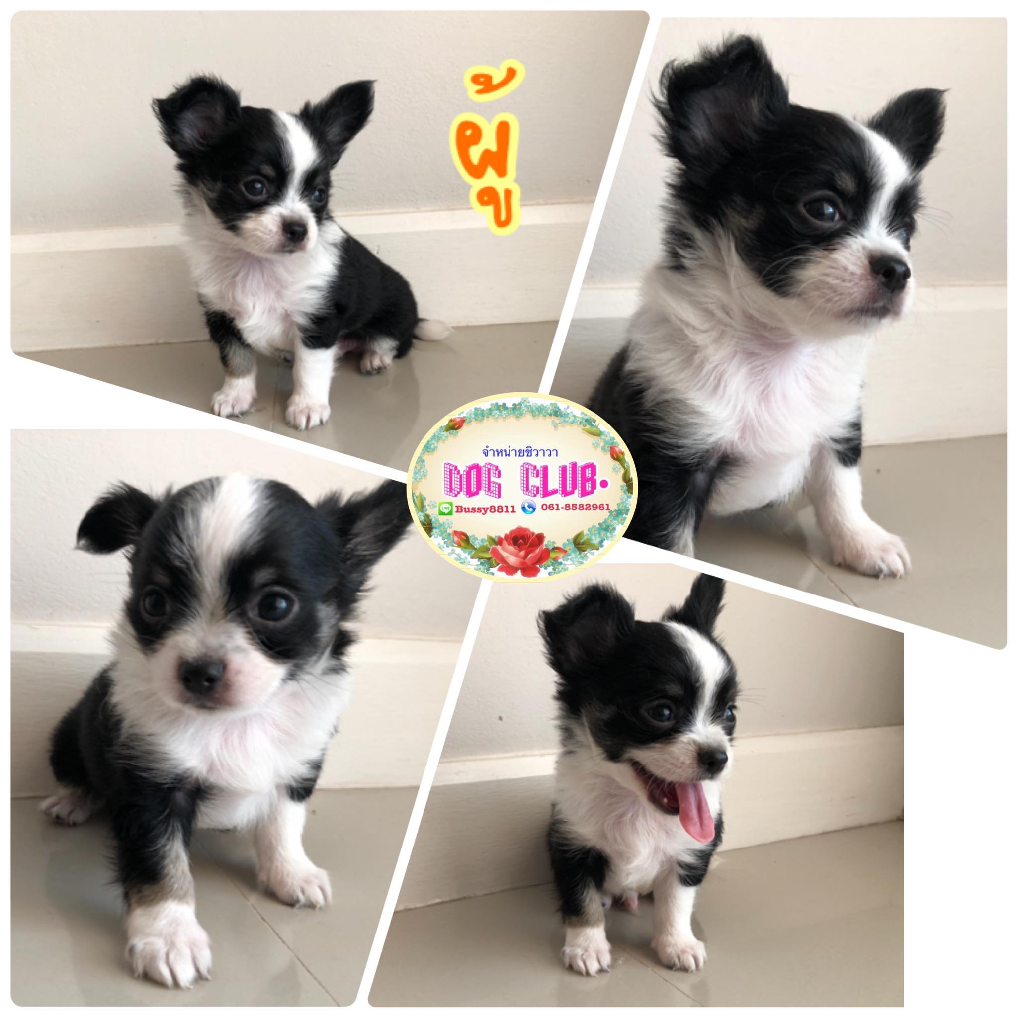 🌺น้องหมาชิวาวาขนยาว คลับชิวาวาบุญชู