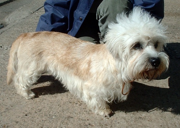 สุนัขสายพันธุ์ แดนดี ดินมอนต์ เทอร์เรียร์ (Dandie Dinmont Terrier)