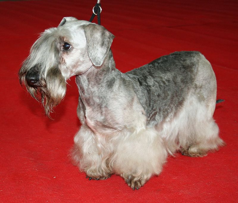 สุนัขสายพันธุ์ เชสกี เทอร์เรียร์ (Cesky Terrier)
