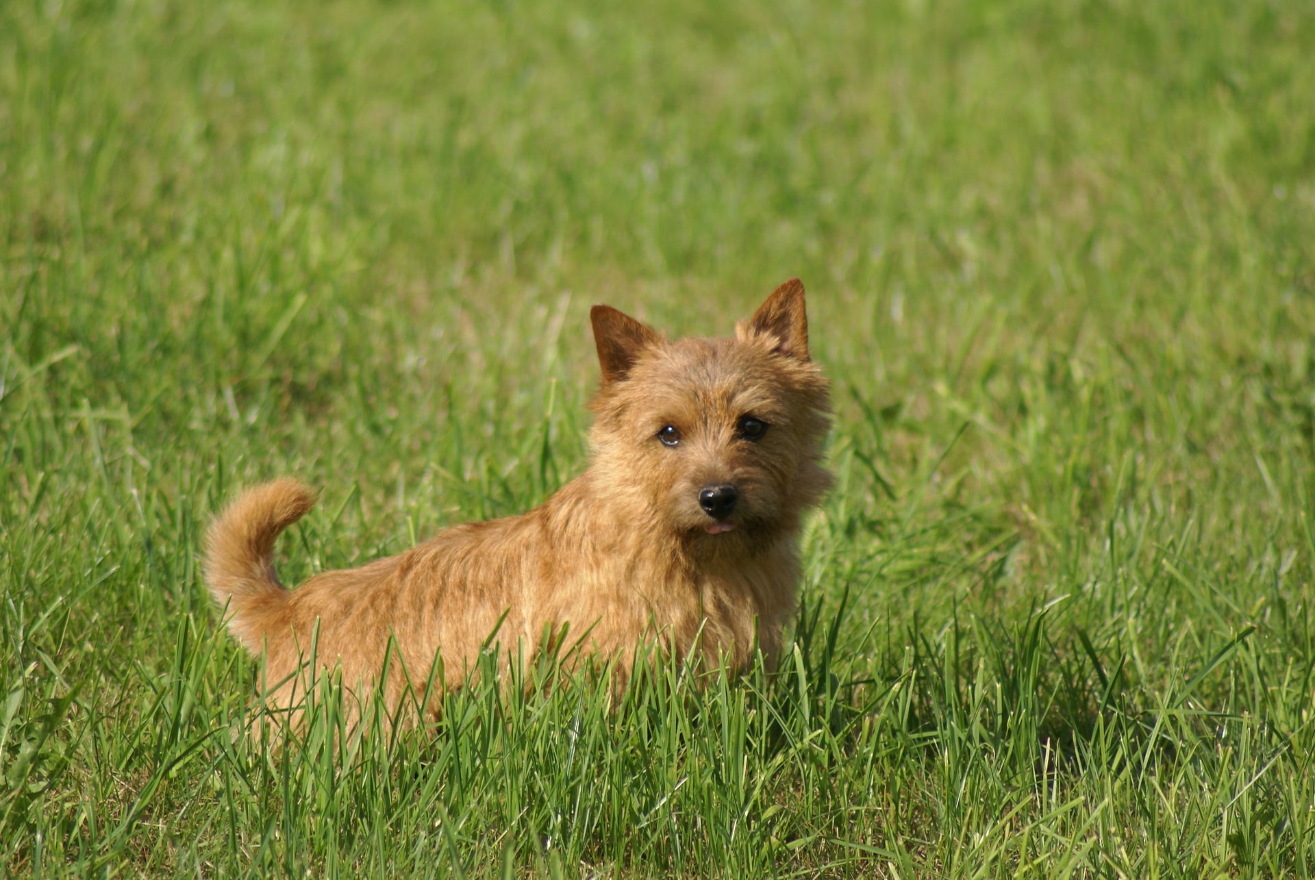 สุนัขสายพันธุ์ นอริช เทอร์เรียร์ (Norwich Terrier)