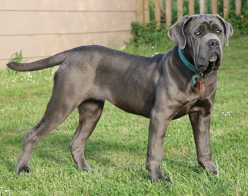 สุนัขสายพันธุ์ เนียโปลิตัน มาสทิฟฟ์ (Neapoliten Mastiff)