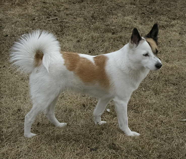 สุนัขสายพันธุ์ นอร์บอตเทนสเปตส์ (Norrbottenspets)