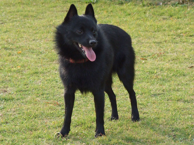 สุนัขสายพันธุ์ ชิพแพร์คเคอ (Schipperke)