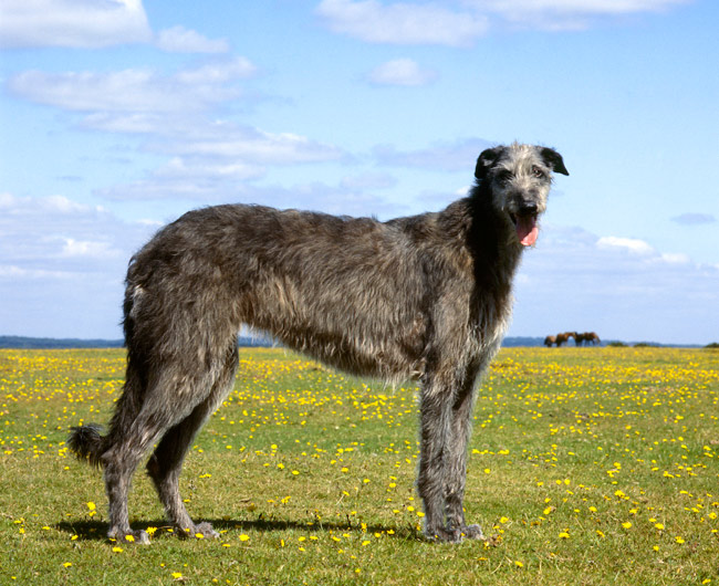 สุนัขสายพันธุ์ เดียร์ฮาวนด์ (Deerhound)