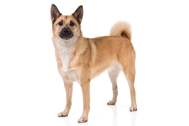 สุนัขสายพันธุ์ นอร์วีเจียน บูฮุนด์ (Norwegian Buhund)