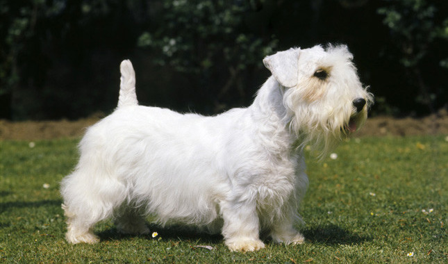 สุนัขสายพันธุ์ ซีลลีแฮม เทอร์เรียร์ (Sealyham Terriers)