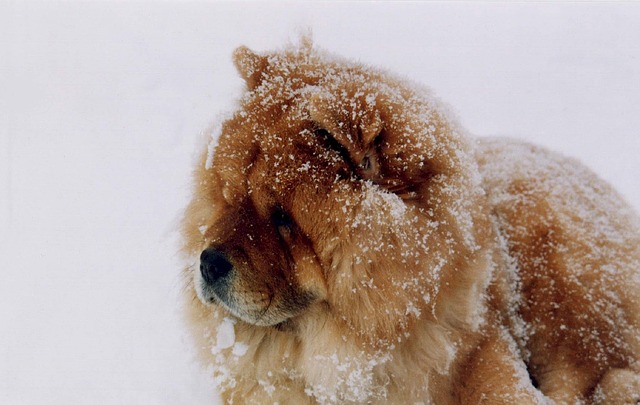 สุนัขสายพันธุ์ เชาว์ เชาว์ (Chow Chow)