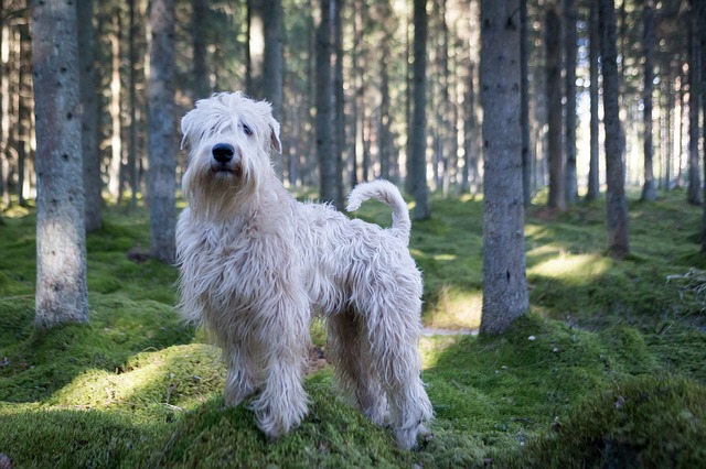 สุนัขสายพันธุ์ ซอฟโค้ต วีเทน เทอร์เรียร์ (Soft-coated Wheaten Terrier)