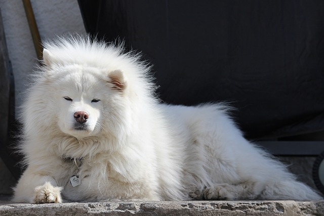 สุนัขสายพันธุ์ ซามอยด์ (Samoyed)
