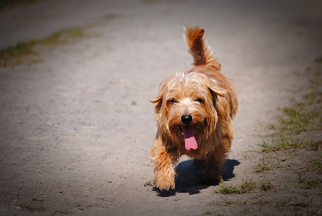 สุนัขสายพันธุ์ นอร์ฟอล์ก เทอร์เรียร์ (Norfolk Terrier)