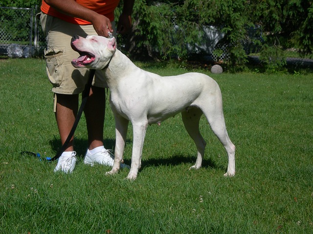 สุนัขสายพันธุ์ โดโก อาร์เจนติโน (Dogo Argentino)