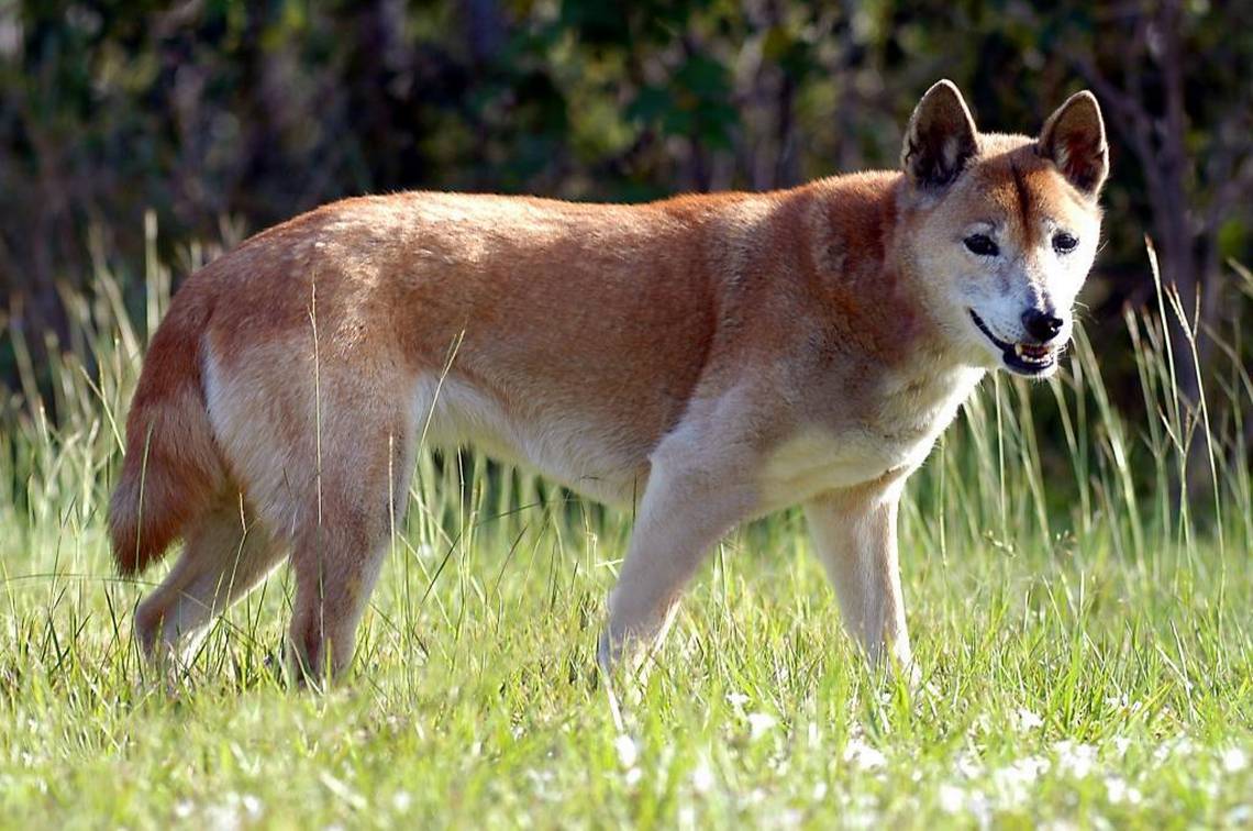 สุนัขสายพันธุ์ นิวกินี ซิงกิง ด็อก (New Guinea Singing Dog)