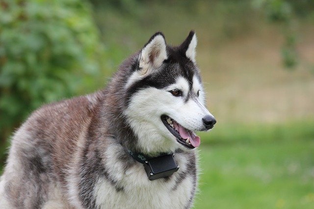 สุนัขสายพันธุ์ ไซบีเรียน ฮัสกี (Siberian Husky)