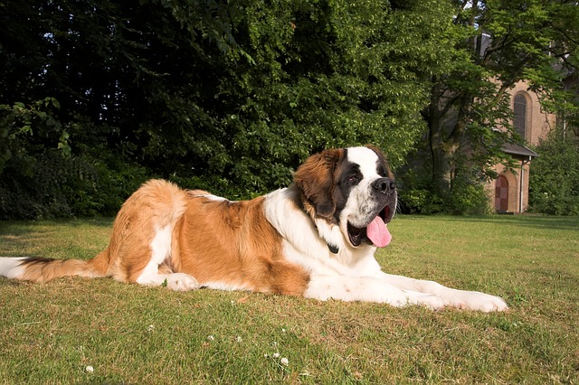 สุนัขสายพันธุ์ เซนต์เบอร์นาร์ด (St.Bernard)