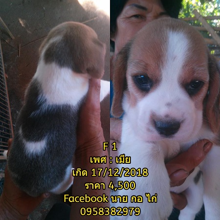 เปิดขายลูกบีเกิ้ลแท้ ไซส์ 13 ครับ