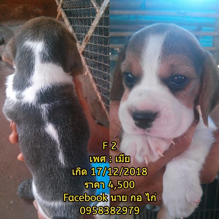 เปิดขายลูกบีเกิ้ลแท้ ไซส์ 13 ครับ