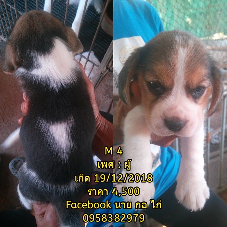 เปิดขายลูกบีเกิ้ลแท้ ไซส์ 13 ครับ