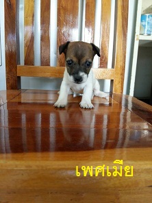 ลูกสุนัขแจ๊ครัสเซลล์พันธุ์แท้ ตัวละ3900 บาทครับ