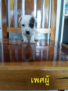 ลูกสุนัขแจ๊ครัสเซลล์พันธุ์แท้ ตัวละ3900 บาทครับ