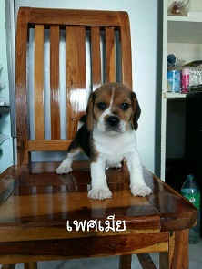 ลูกสุนัขบีเกิ้ลพันธุ์แท้ ตัวละ5900บาทครับ
