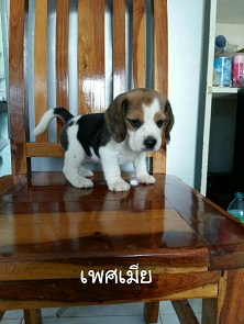 ลูกสุนัขบีเกิ้ลพันธุ์แท้ ตัวละ5900บาทครับ