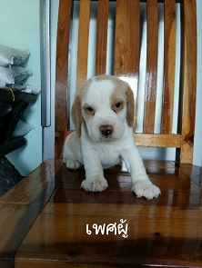 ลูกสุนัขบีเกิ้ลพันธุ์แท้ ตัวละ5900บาทครับ