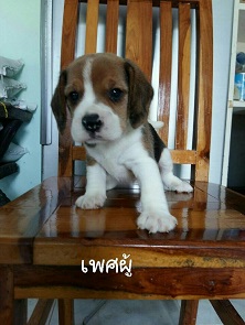 ลูกสุนัขบีเกิ้ลพันธุ์แท้ ตัวละ5900บาทครับ