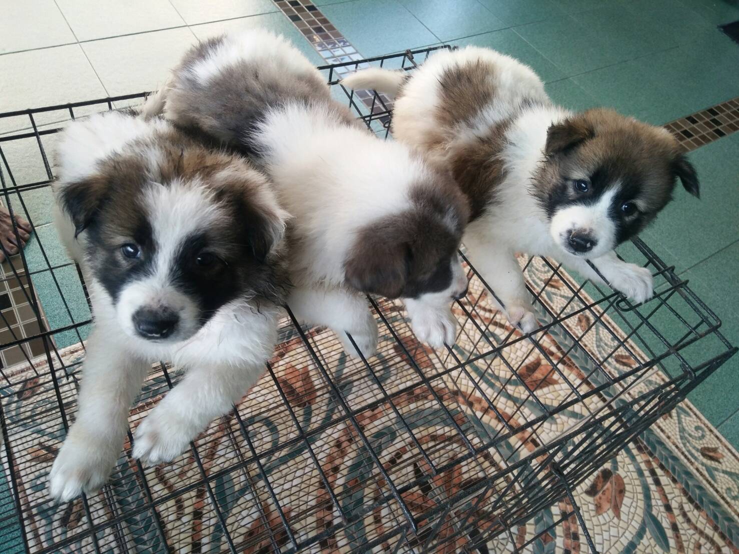 ลูกหมา บางแก้วแท้ น่ารัก เลี้ยงง่าย ราคาถูก