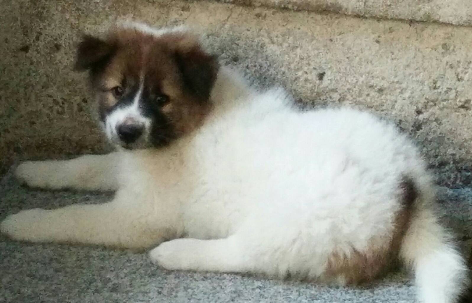 ลูกหมา บางแก้วแท้ น่ารัก เลี้ยงง่าย ราคาถูก