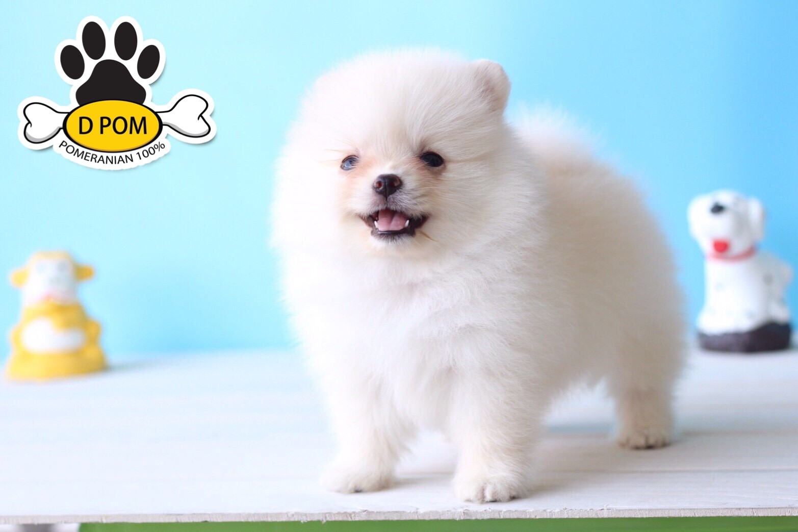 DPOM FARM ขายน้องปอมแท้ ...พลอย...เพศเมีย สีขาว ขนฟู ตากลม ฟอร์มสวย น่ารัก