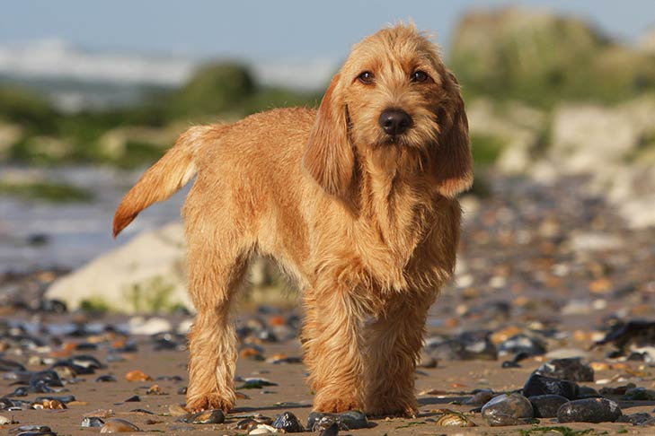 สุนัขสายพันธุ์ บาสเซต โฟเวอ เดอ เบรอตาน (Basset Fauve de Bretagne)