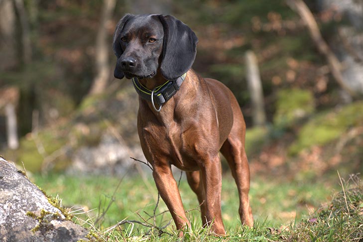 สุนัขสายพันธุ์ บาวาเรียน เมาน์เทน ฮาวนด์ (Bavarian Mountain Hound)