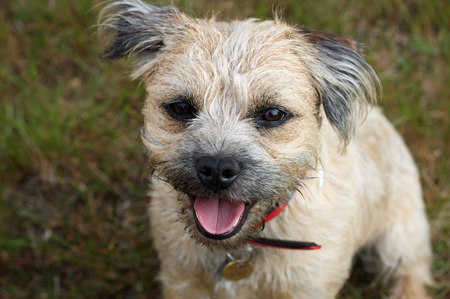 สุนัขสายพันธุ์ บอร์เดอร์ เทอร์เรียร์ (Border Terrier)