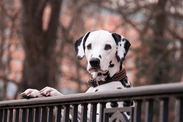สุนัขสายพันธุ์ ดัลเมเชียน (Dalmatian)