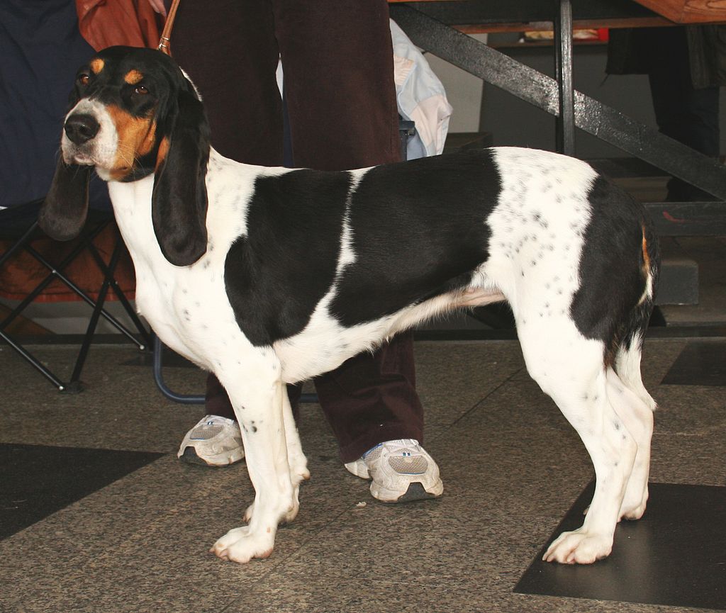 สุนัขสายพันธุ์ เบอร์เนอร์ ลัฟฮุนด์ (Berner Laufhund)