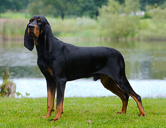 สุนัขสายพันธุ์ แบล็กแอนด์แทน คูนฮาวนด์ (Black and Tan Coonhound)