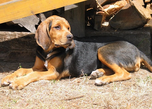 สุนัขสายพันธุ์ โปลิช ฮาวนด์ (Polish Hound)