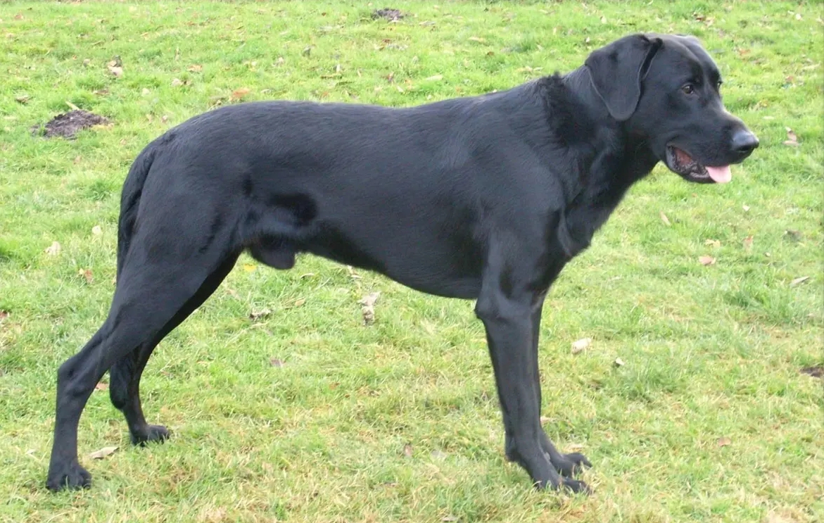 สุนัขสายพันธุ์ เพอร์โร เดอ พาสเทอร์ มอลลอร์ควิน (Perro de Pastor Mallorquin)