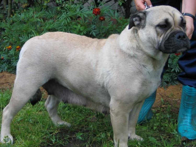 สุนัขสายพันธุ์ เพอร์โร เดอ พรีซา มอลลอร์ควิน (Perro de Presa Mallorquin)