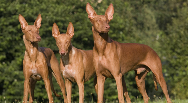 สุนัขสายพันธุ์ ฟาโรห์ ฮาวนด์ (Pharaoh Hound)