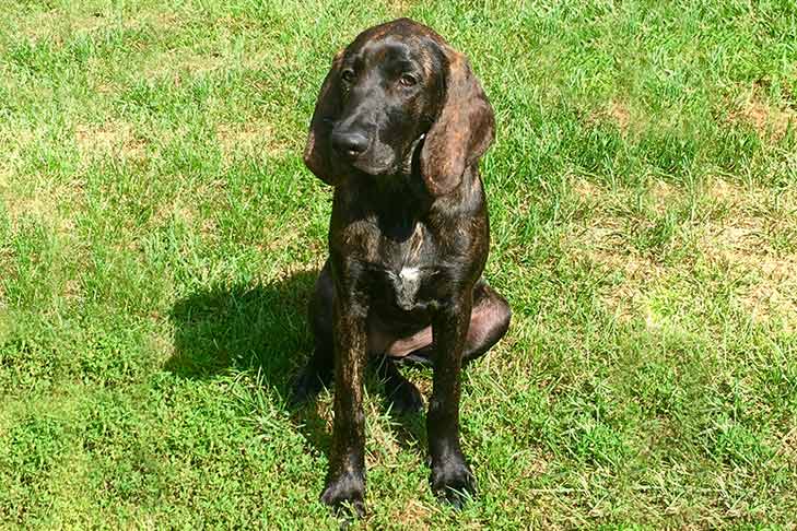 สุนัขสายพันธุ์ พลอตต์ ฮาวนด์ (Plott Hound)