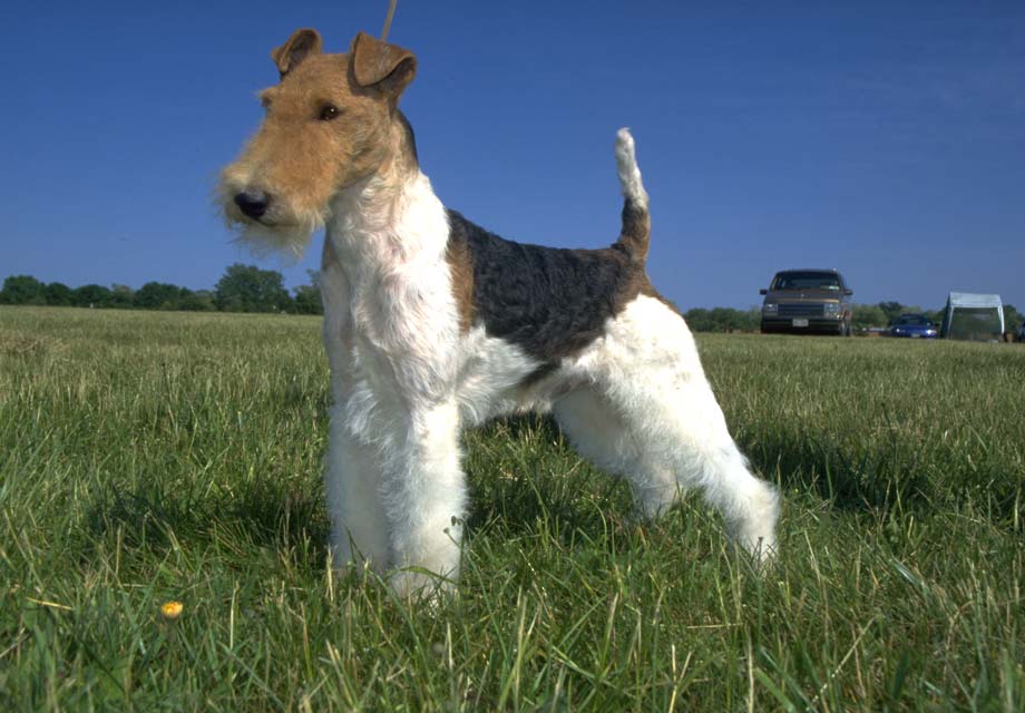 สุนัขสายพันธุ์ ฟอกซ์ เทอร์เรียร์ (Wire Fox Terrier)