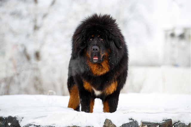 สุนัขสายพันธุ์ ทิเบตัน มาสทิฟฟ์ (Tibetan Mastiff)