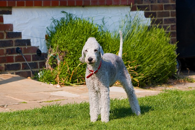 สุนัขสายพันธุ์ เบดลิงตัน เทอร์เรียร์ (Bedlington Terrier)