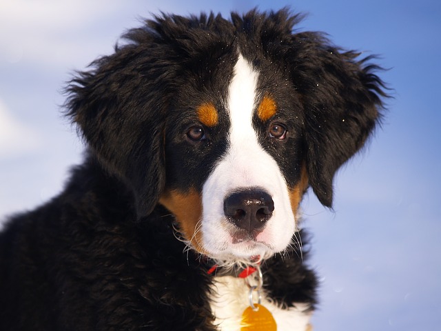 สุนัขสายพันธุ์ เบอร์นีส เมาน์เทน ด็อก (Bernese Mountain Dog)